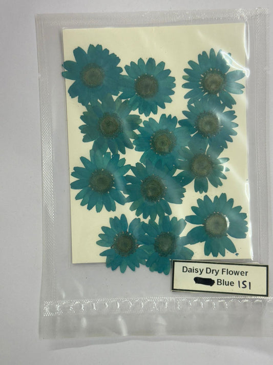 Pressed Daisy Dry Flowers- 1 pack – Blue Design-151