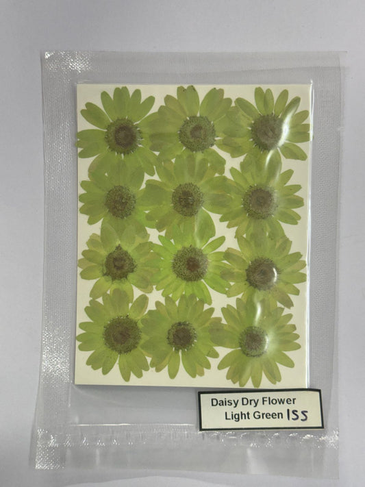 Pressed Daisy Dry Flowers- 1 pack – Light Green DESIGN – 155