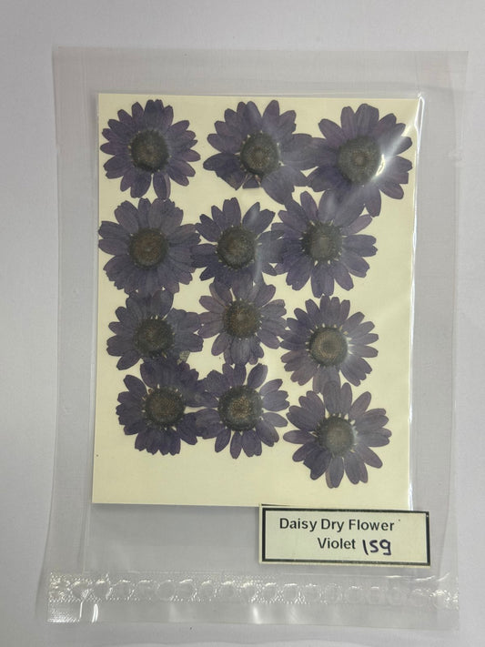 Pressed Daisy Dry Flowers- 1 pack – Violet design – 159