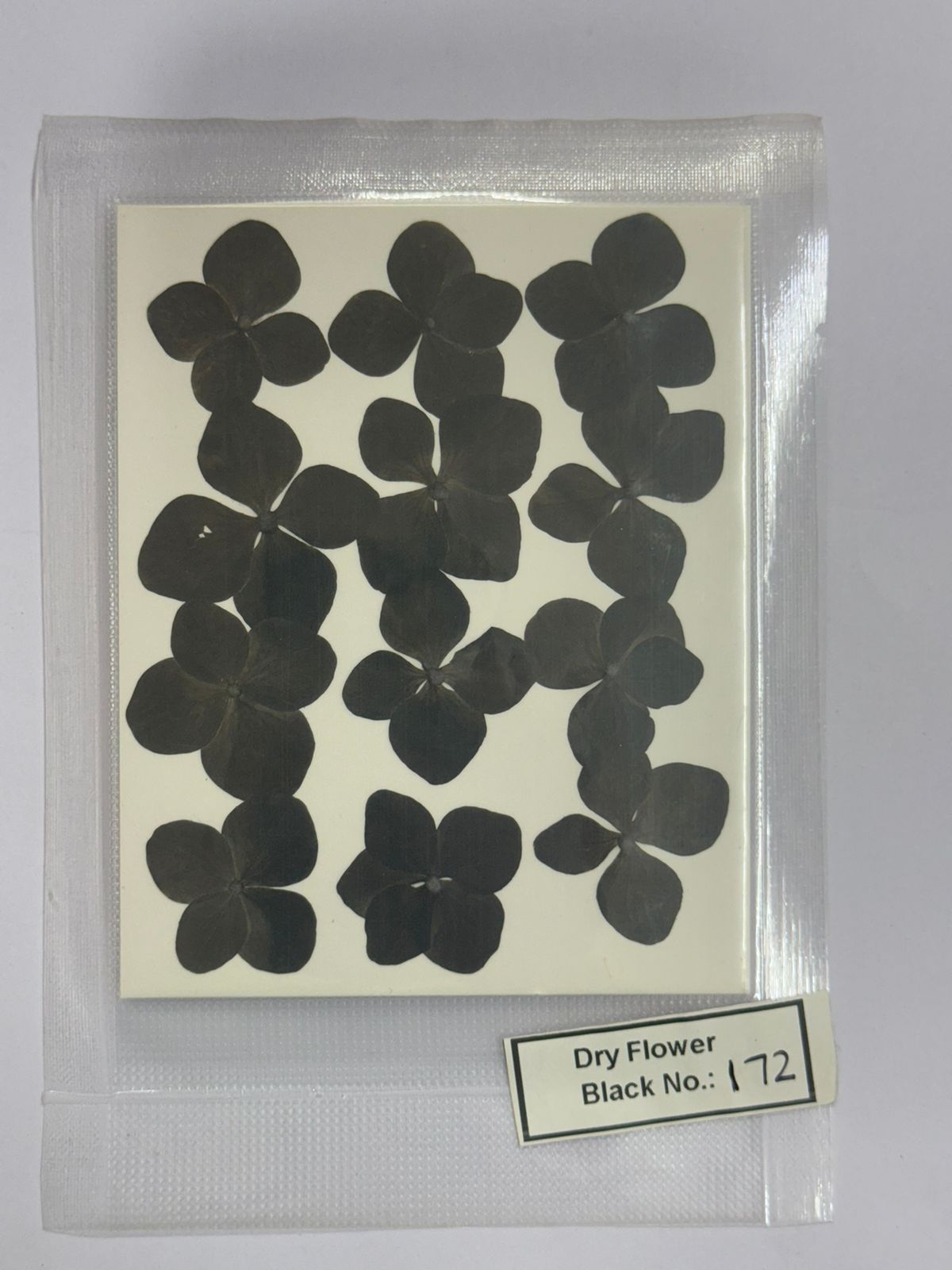 Pressed Dry Flowers- 1 pack – design – 172