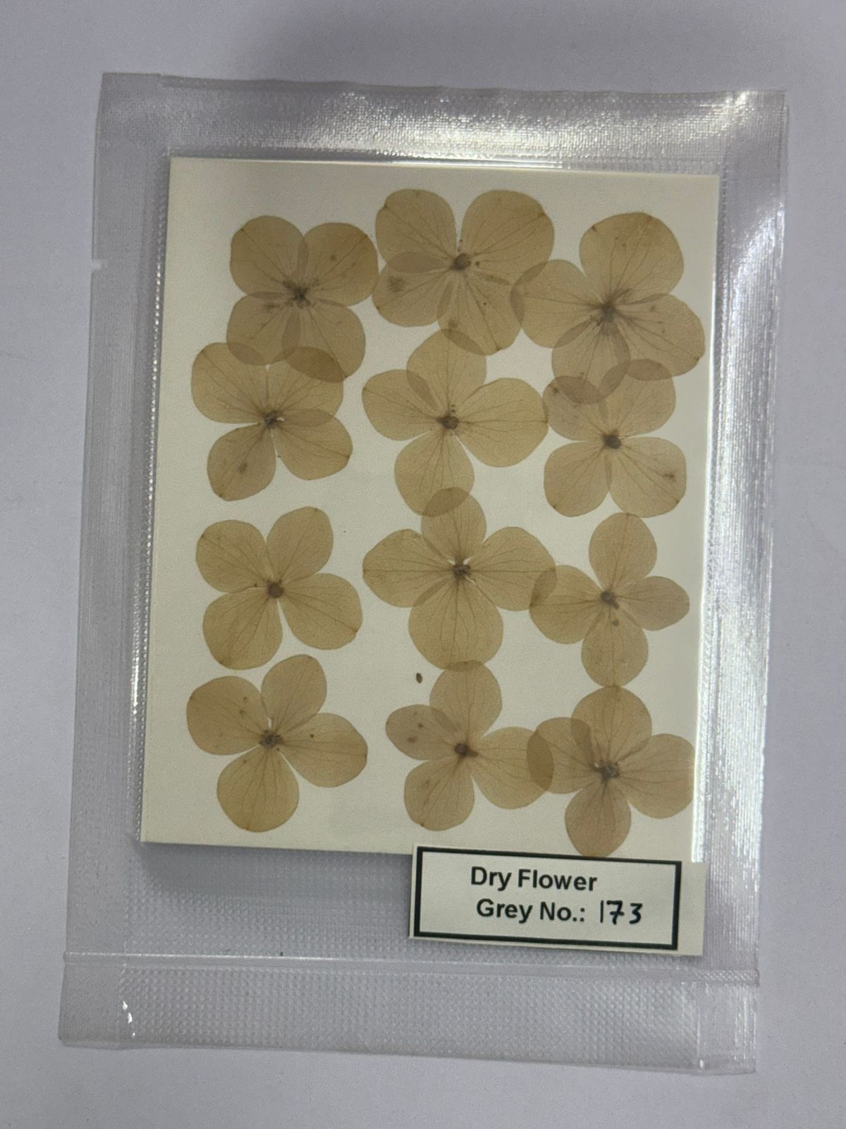 Pressed Dry Flowers- 1 pack – design – 173