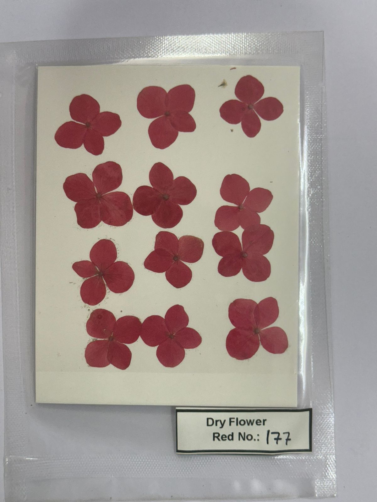 Pressed Dry Flowers- 1 pack – design – 177