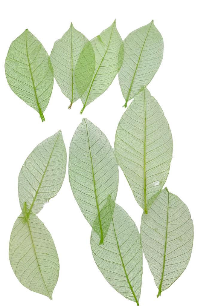 Leaves – 10 pieces- Design – 4