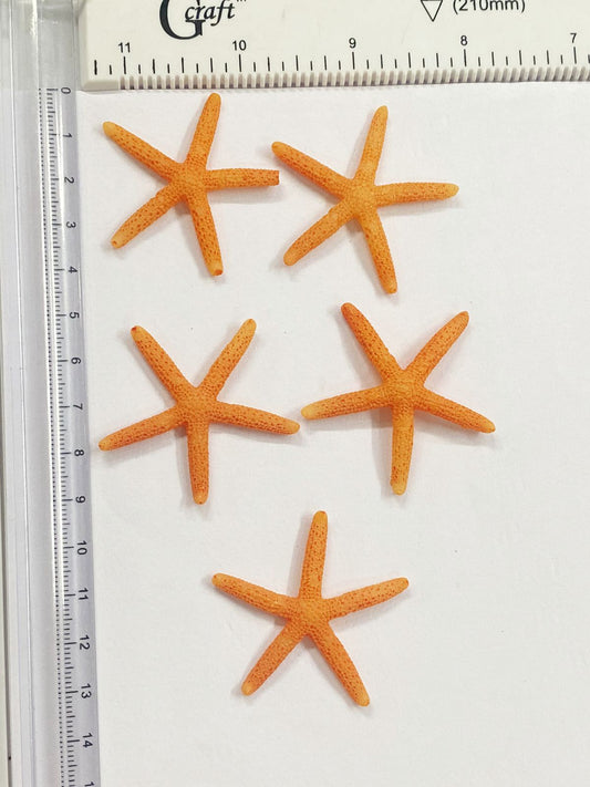 Star Fish Miniature – design 675 – 5 pieces
