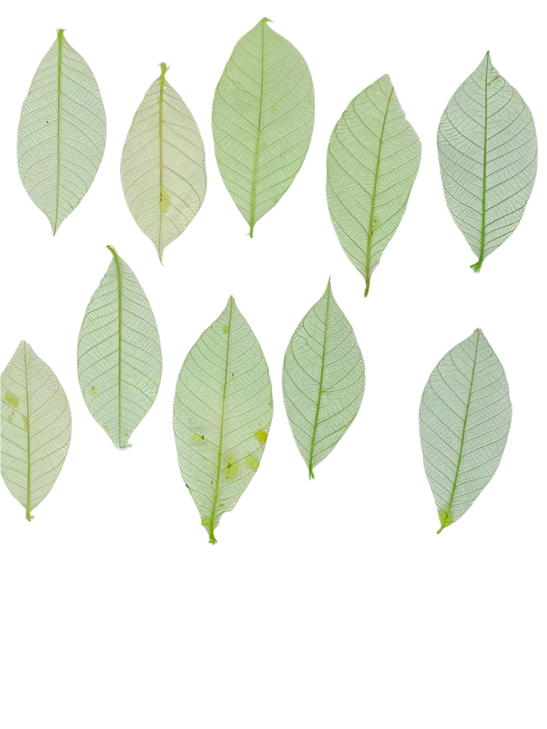 Leaves – 10 pieces- Design – 9