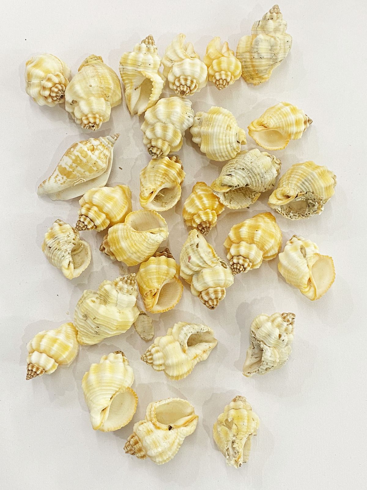 Shell Design -2
