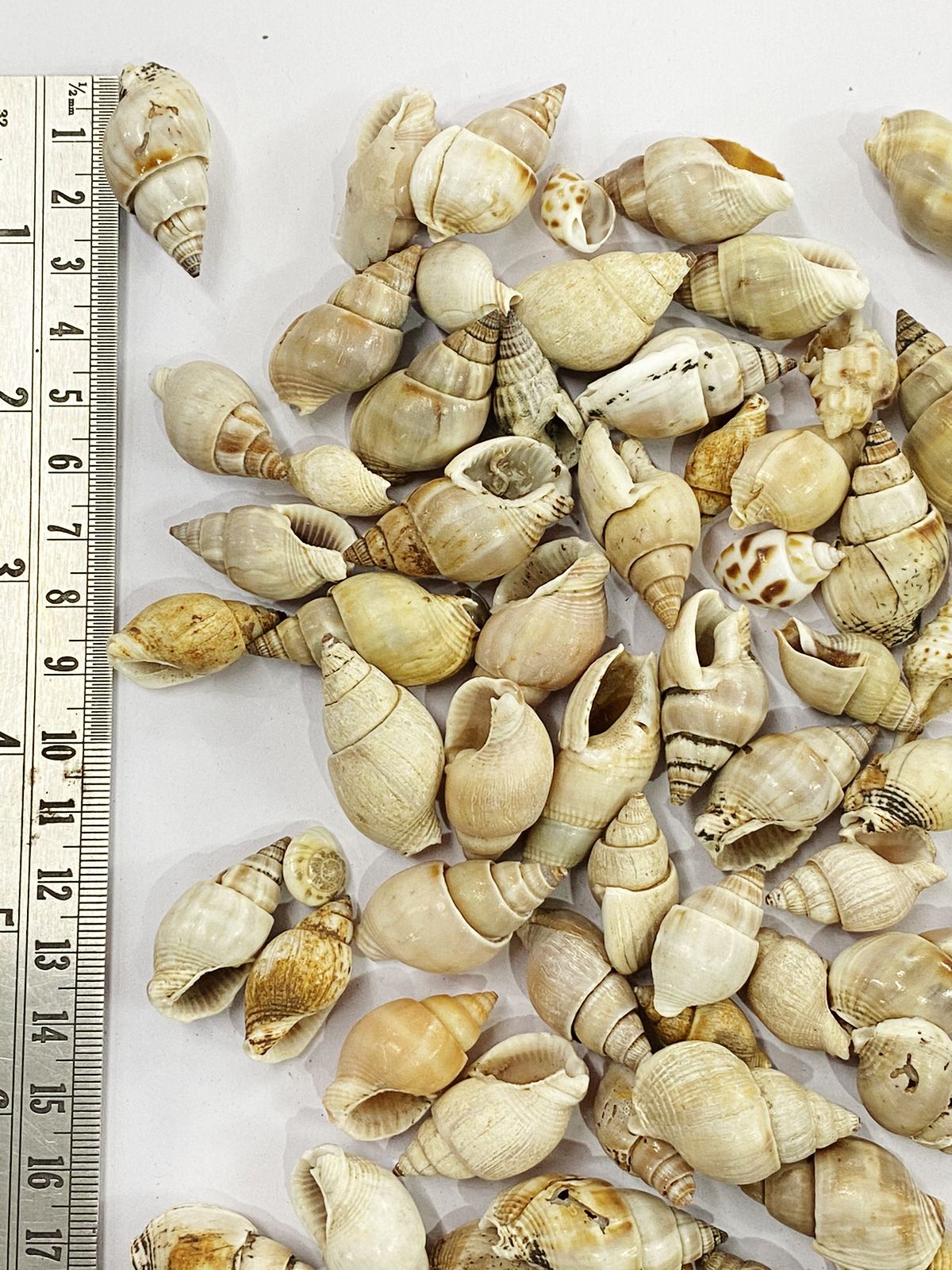 Shell Design – 12