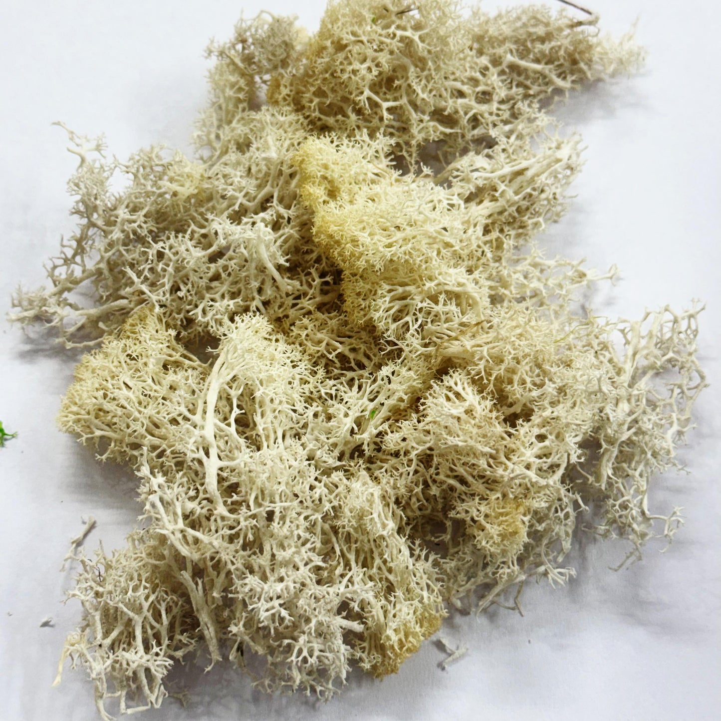Moss Grass- Cream color - 20 gm