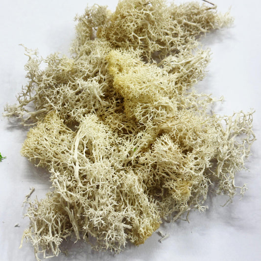 Moss Grass- Cream color - 20 gm