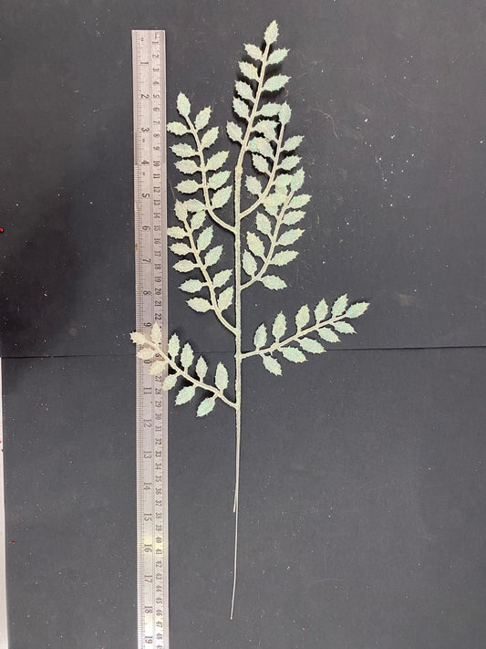 White sparkly Leaves / Leaf , Design - 42