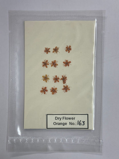 Pressed Dry Flowers- 1 pack – design – 163
