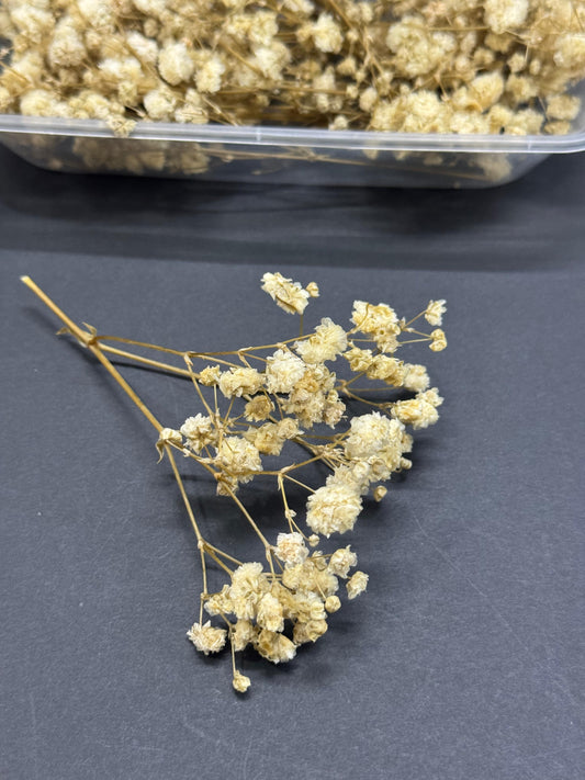 Dry Flower - Baby Breath - Off White - 10 boxes