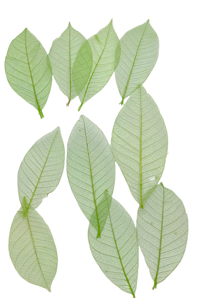 Leaves – 10 pieces- Design – 4