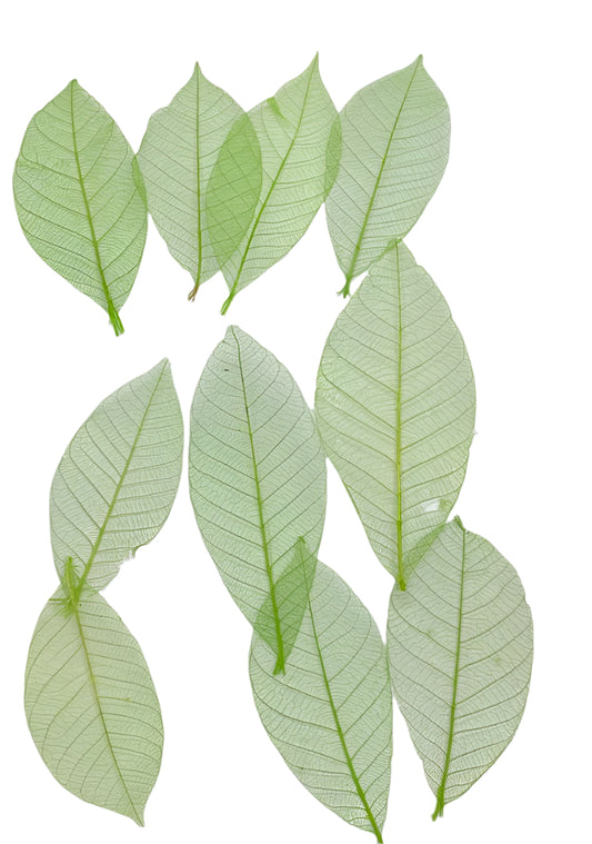 Leaves – 10 pieces- Design – 4