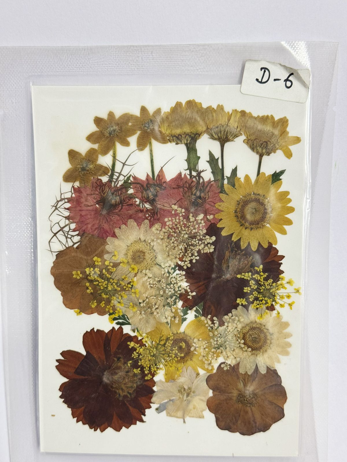 Pressed Dried Flowers- 1 pack Design -6