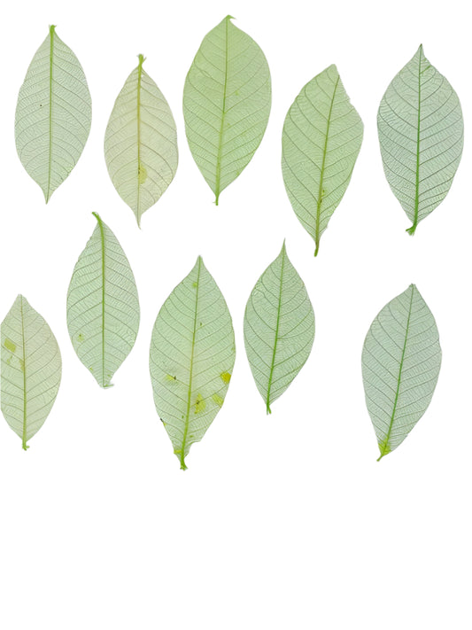 Leaves – 10 pieces- Design – 9