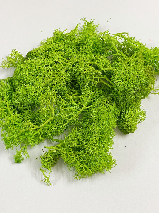 Reindeer Moss Grass
