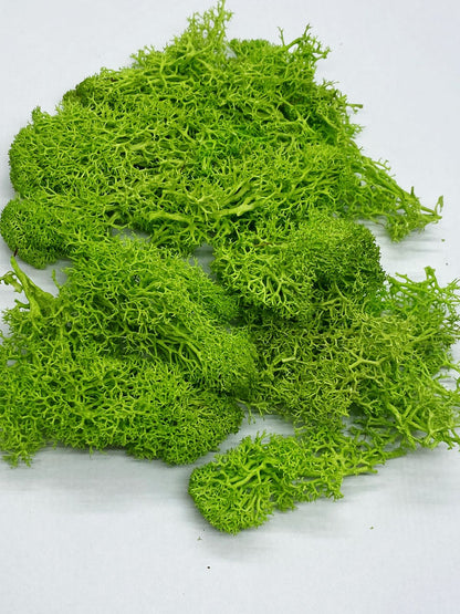 Reindeer Moss Grass