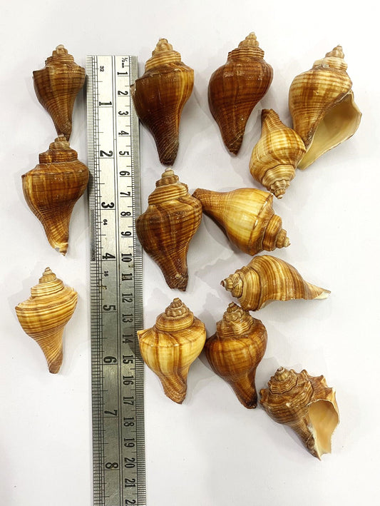 Shell Design -1