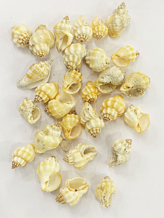 Shell Design -2