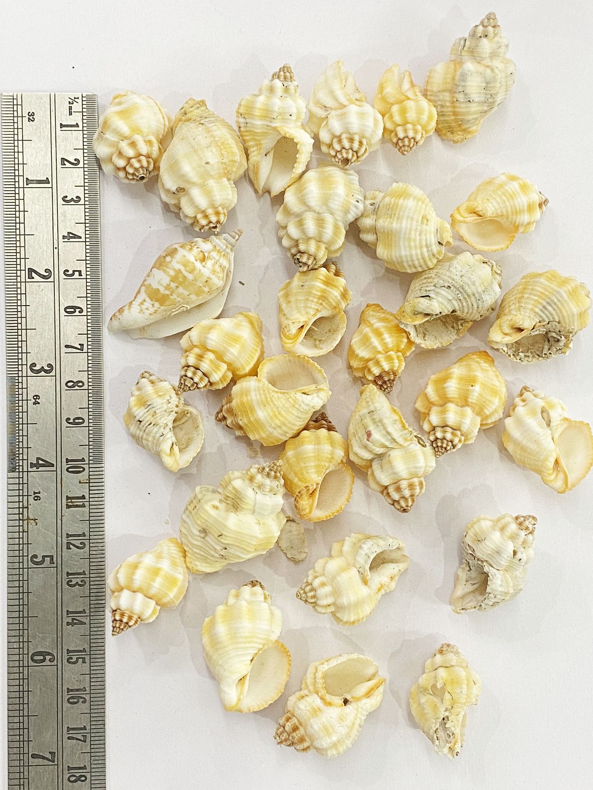 Shell Design -2
