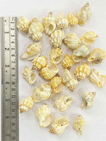 Shell Design -2