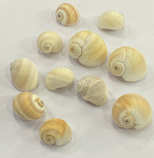 Shell Design -3