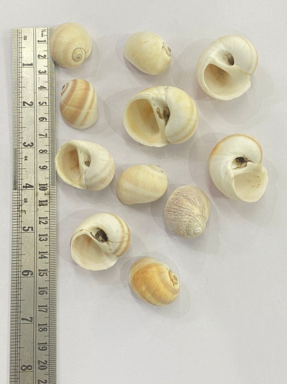 Shell Design -3
