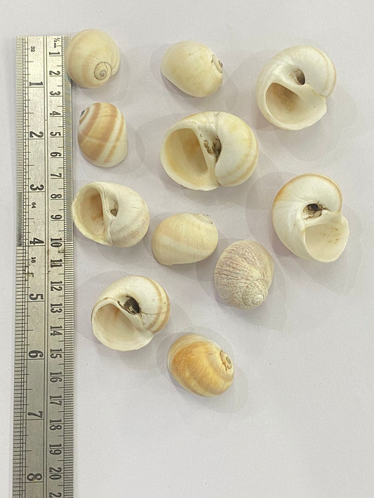 Shell Design -3