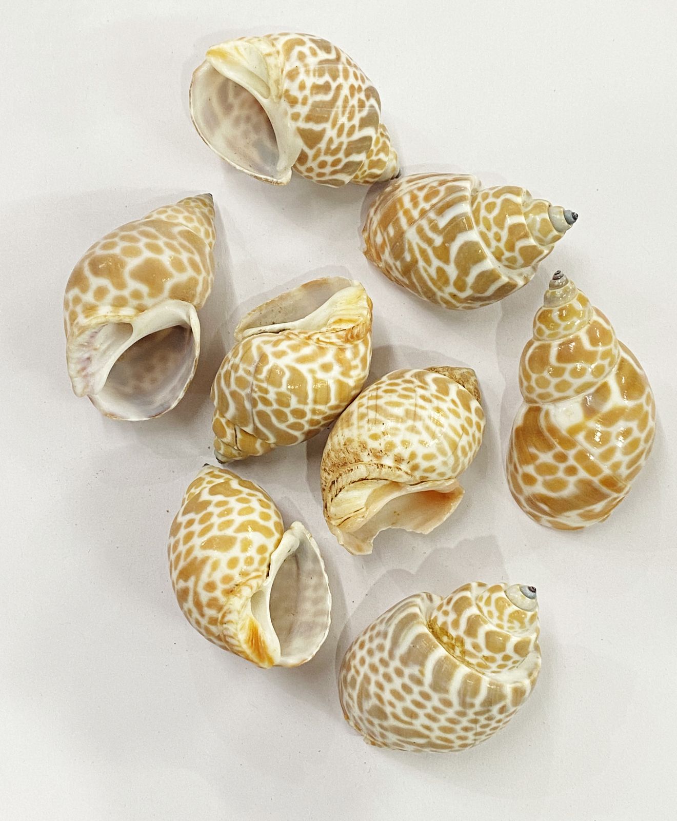 Shell Motif Design Shell Design – 9 | Crafteriaa – Craftpriyaa