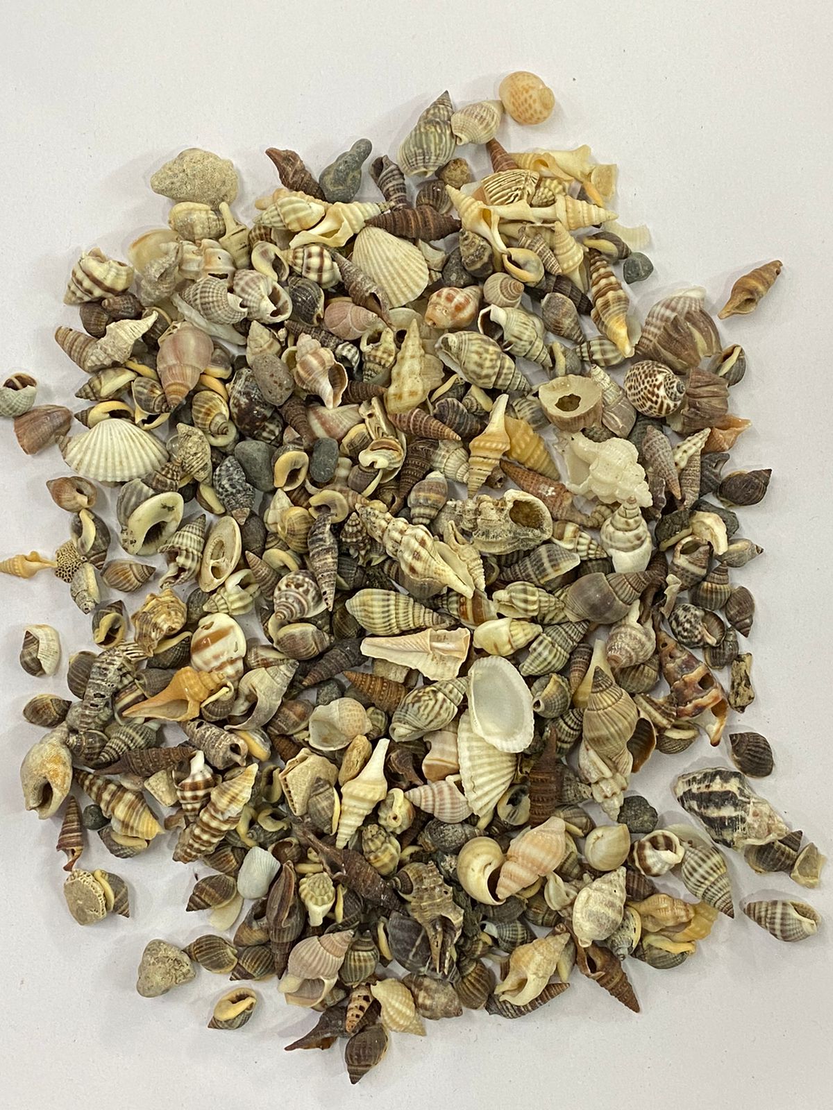 Shell Design – 14
