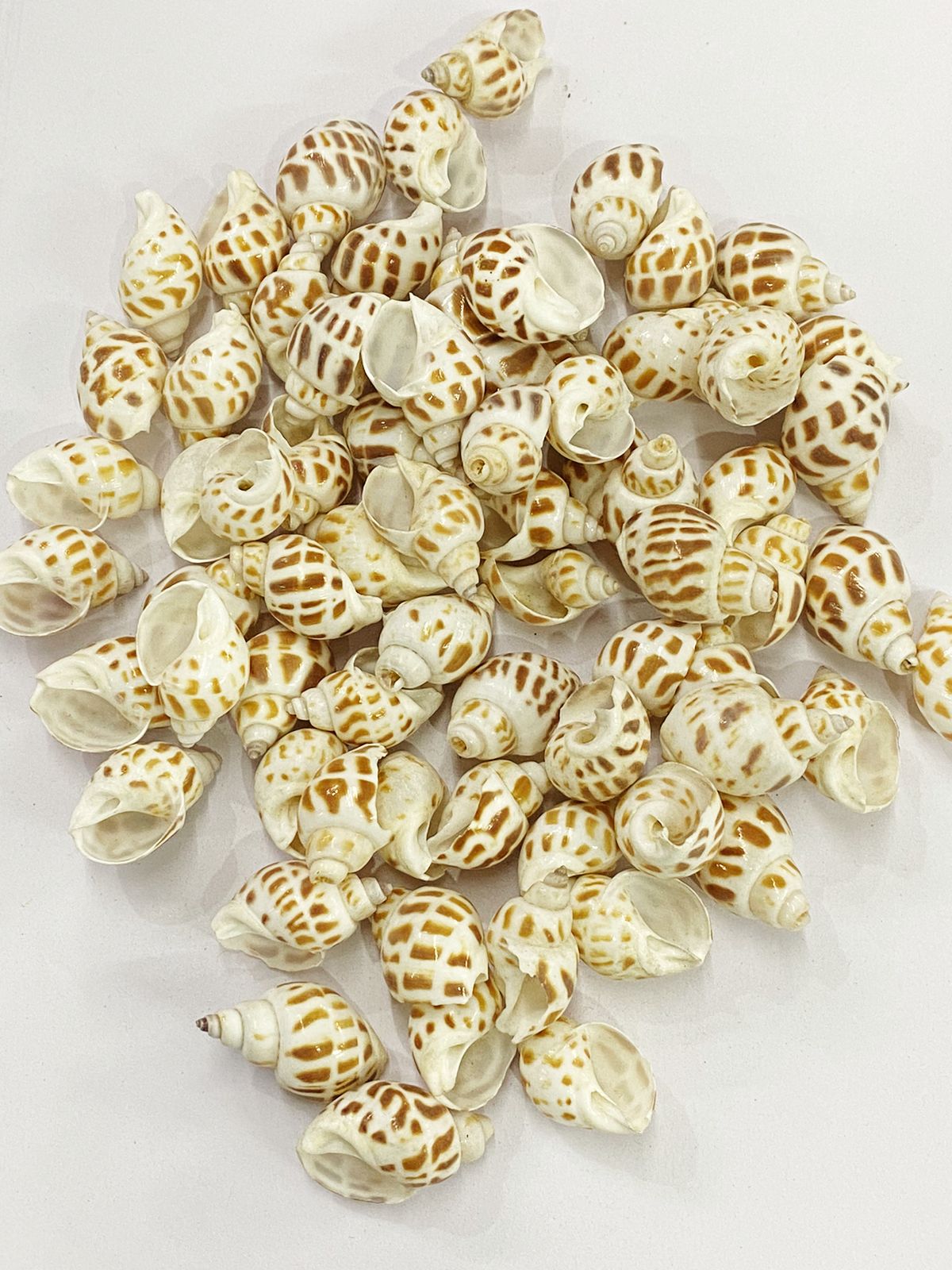 Shell Design – 15