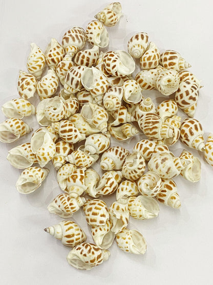 Shell Design – 15
