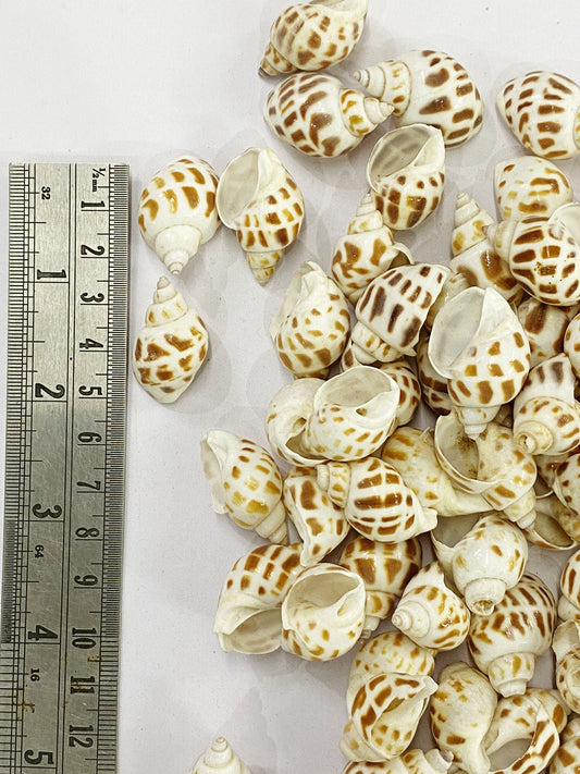 Shell Design – 15