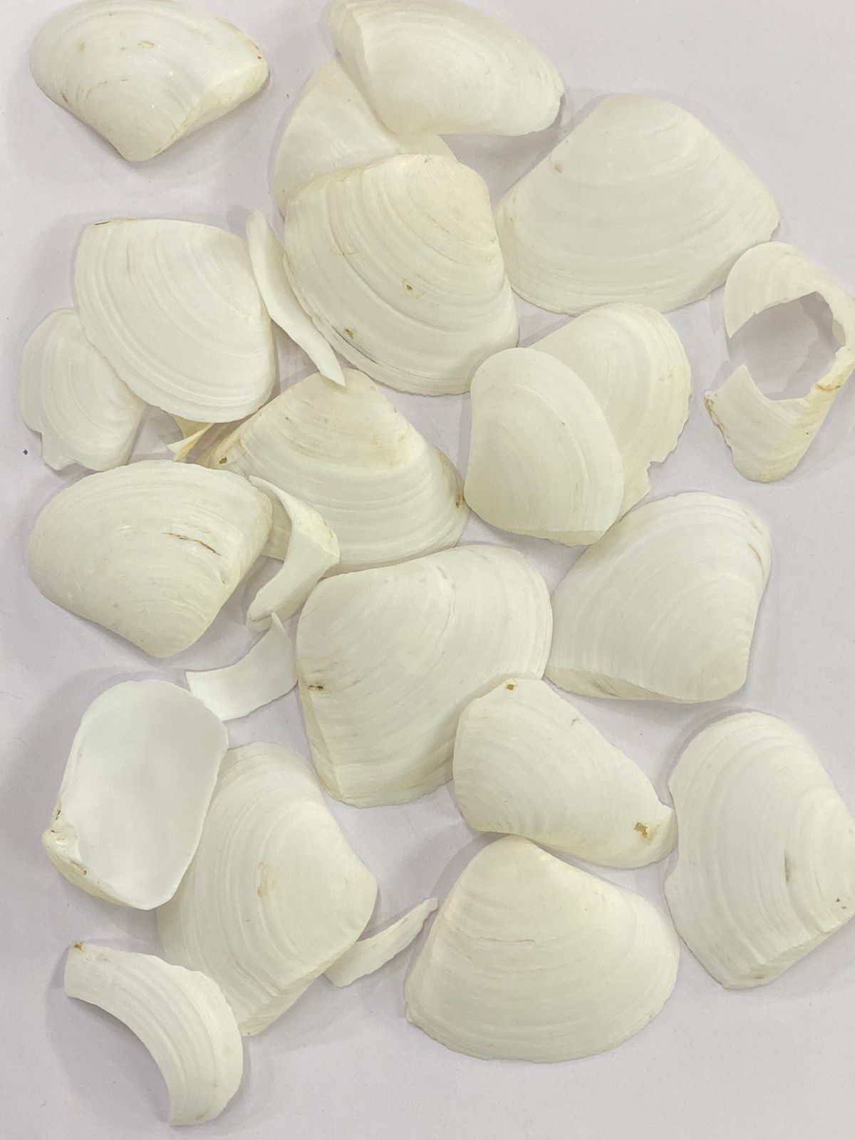 Shell Design – 21