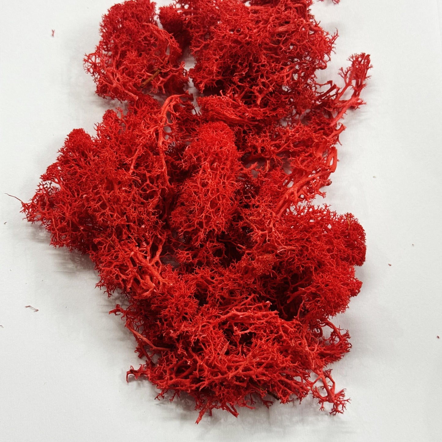 Moss Grass-  Red color - 20 gm