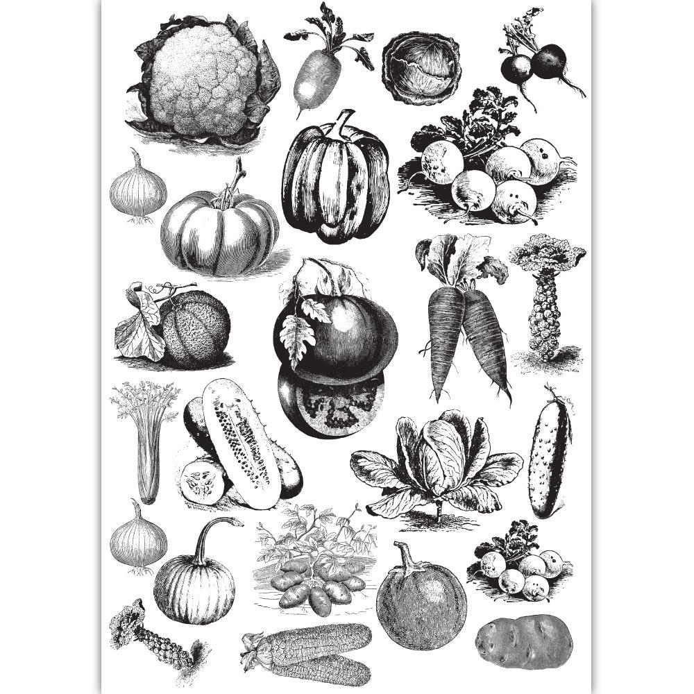 Vintage Vegetables #1 – Transfer Me