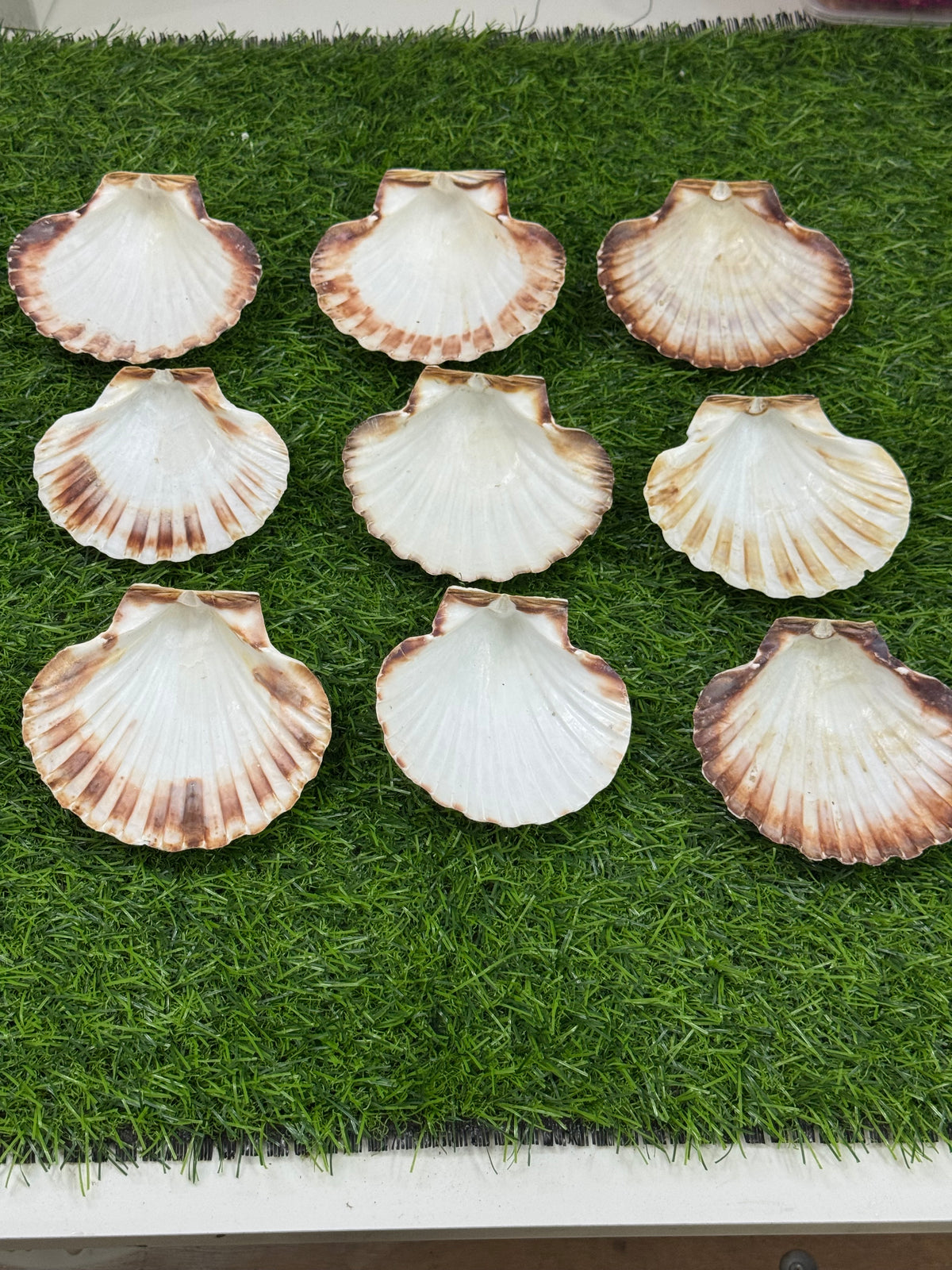 Big Sea Shell - 1 piece