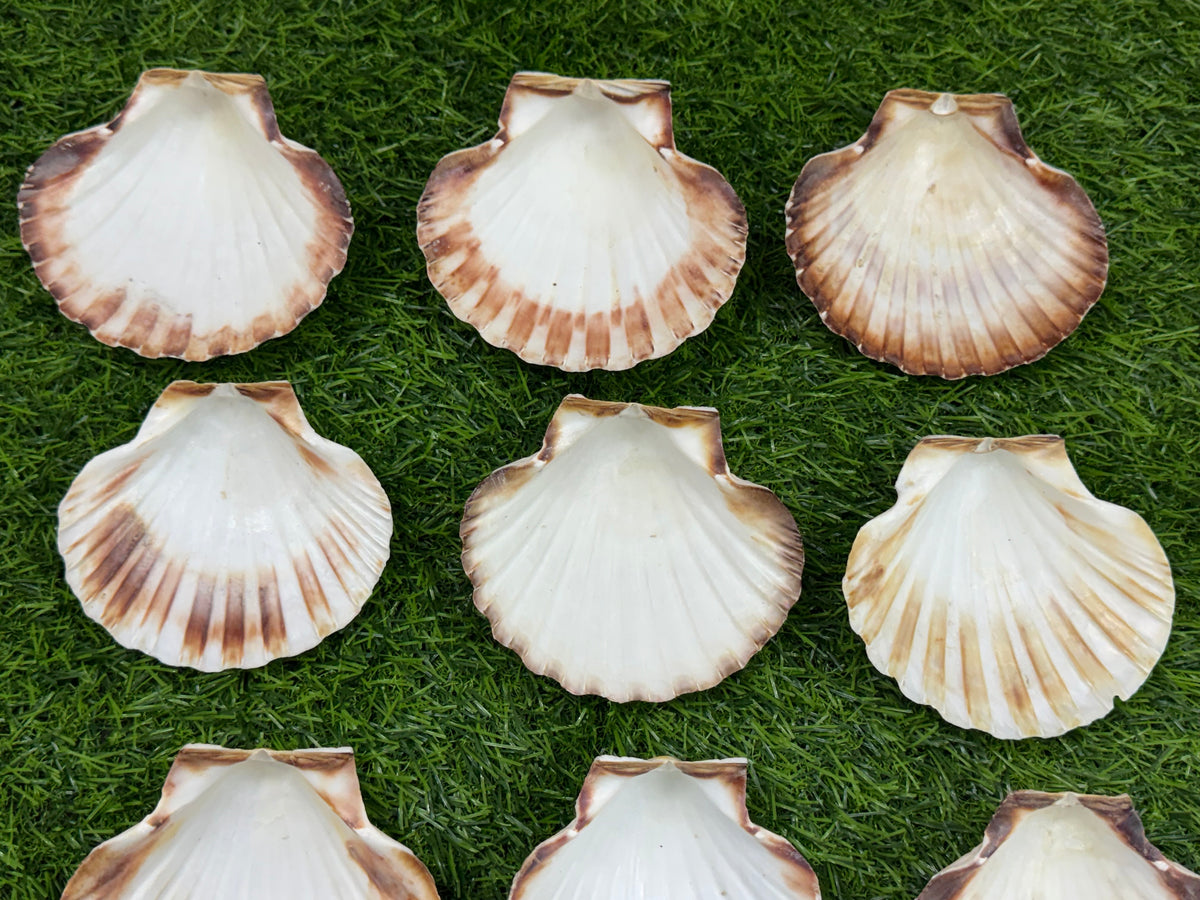 Big Sea Shell - 1 piece