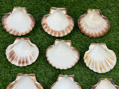 Big Sea Shell - 1 piece