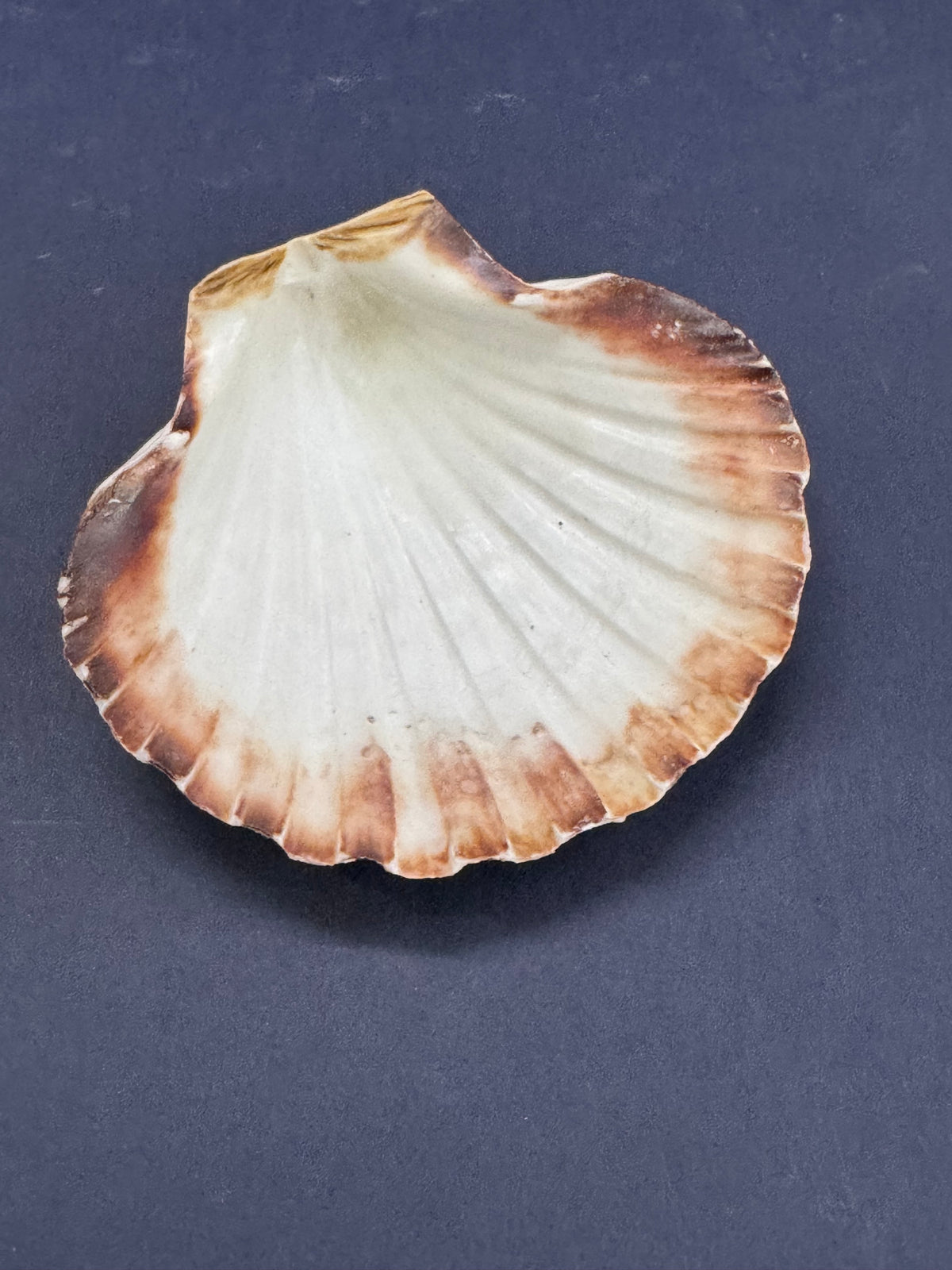 Big Sea Shell - 1 piece