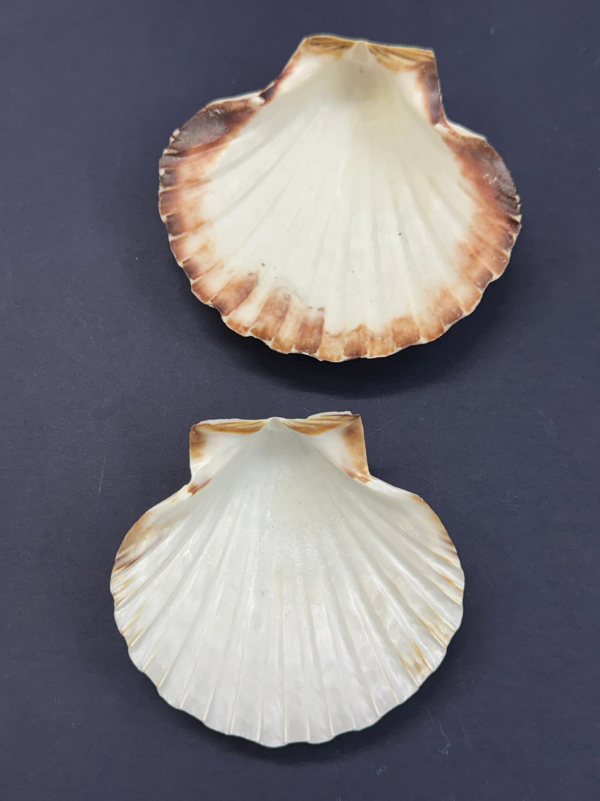 Big Sea Shell - 1 piece