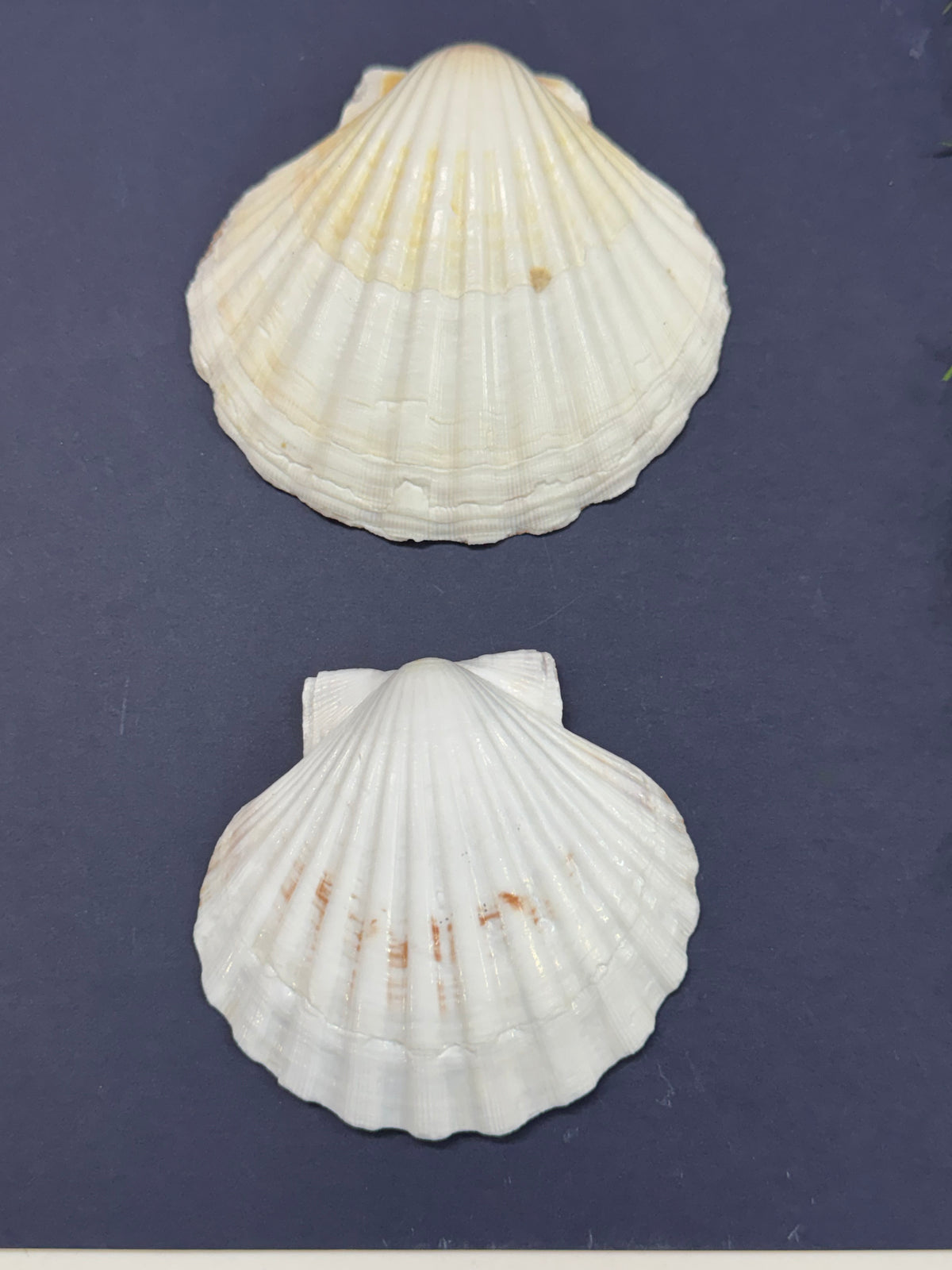 Big Sea Shell - 1 piece