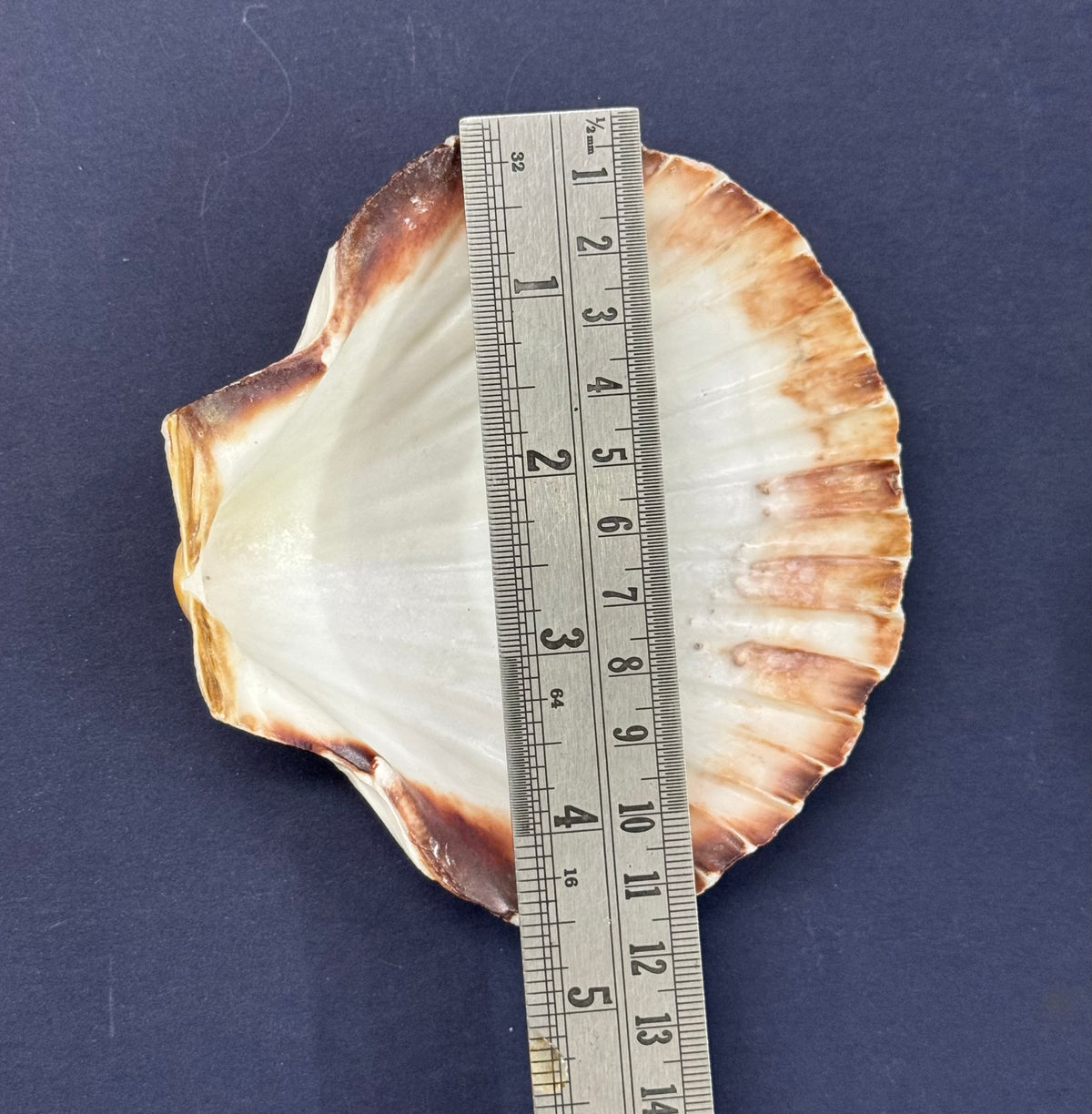 Big Sea Shell - 1 piece