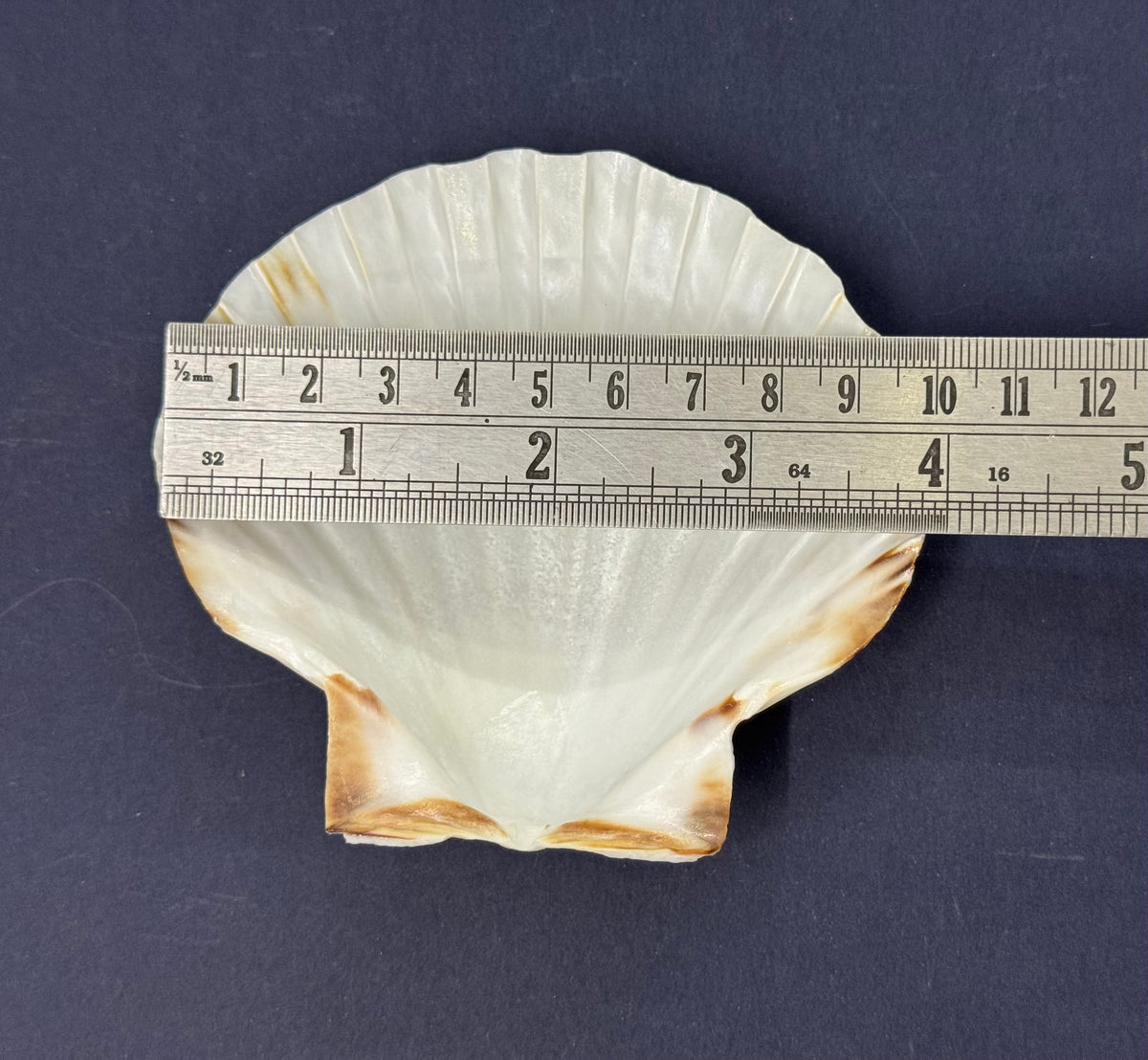 Big Sea Shell - 1 piece