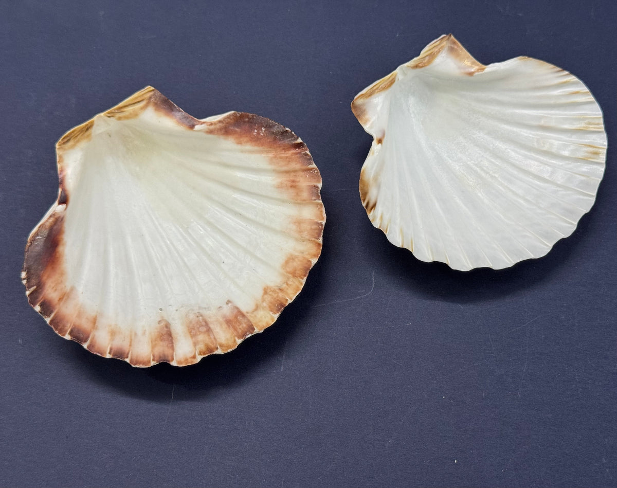 Big Sea Shell - 1 piece