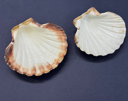 Big Sea Shell - 1 piece