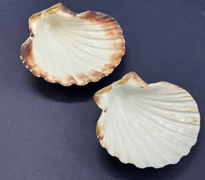 Big Sea Shell - 1 piece