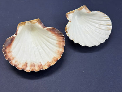 Big Sea Shell - 1 piece