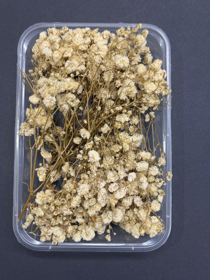 Dry Flower - Baby Breath - Off White - 1 box